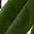 SpeciesSub: var. salweenense